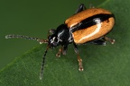 Chrysomelidae (Blattkäfer)