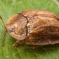 Hypocassida sp  1 2v