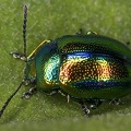 Chrysomelidae indet  1 2