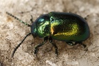 Chrysomelidae indet  4 2