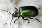Chrysomelidae indet  6 2