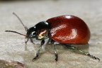 Chrysomelidae indet  8 2