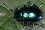 Chrysomelidae indet  9 2