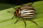 Leptinotarsa decemlineata  Kartoffelk  fer 3 2