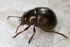 Timarcha tenebricosa  Labkraut-Blattk  fer 3 2