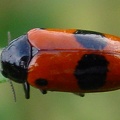 Clytra laeviuscula  Ameisensackk  fer 2