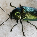Cryptocephala sp  cf 2 2