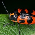 Cryptocephalus quinquepunctatus