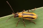 Chrysomelidae (Blattkäfer)