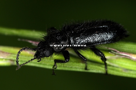 Cleridae indet  7 2