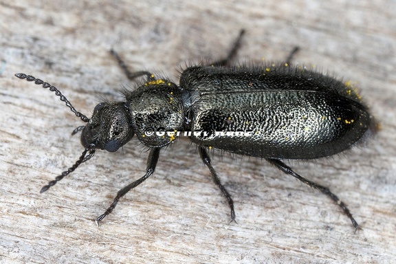 Cleridae indet  cf  5 2