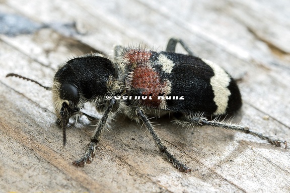Clerus mutillarius 1 2