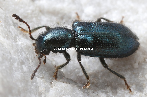 Korynetes caeruleus 1 2