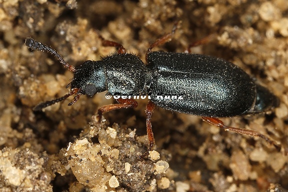 Necrobia rufipes  Rotbeinige Kolbenbuntk  fer  8 2
