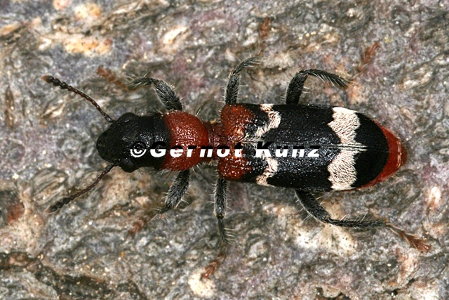Thanasimus formicarius  Ameisenbuntk  fer 5 2v