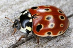 Coleoptera (Käfer)