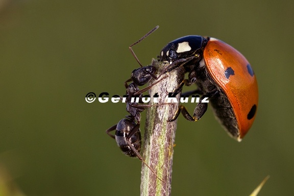 Coccinella septempunctata  Siebenpunkt-Marienk  fer 1v 001