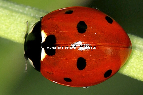 Coccinella septempunctata  Siebenpunkt-Marienk  fer 9 2