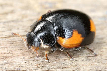 Coccinellidae indet  11 2