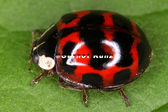 Coccinellidae indet  7 2