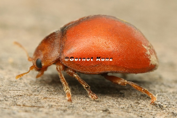 Cynegetis impunctata  Gras-Marienk  fer  or  Symnus silesiacus  Schlesischer Zwergmarienk  fer cf  6 2