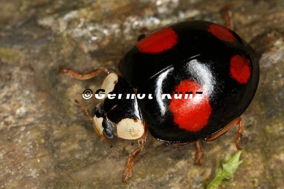 Harmonia axyridis  Asiatische Marienk  fer 1 2