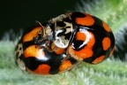 Harmonia axyridis  Harlequin ladybird  Asiatische Marienk  fer 2 2
