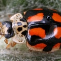 Harmonia axyridis  Harlequin ladybird  Asiatische Marienk  fer 3 2