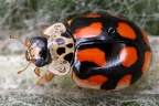 Harmonia axyridis  Harlequin ladybird  Asiatische Marienk  fer 3 2