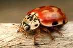 Harmonia quadripunctata  Vierpunkt Marienk  fer 1 2