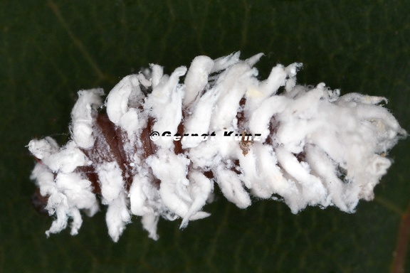 Scymnus sp   Coccinellidae 5 2