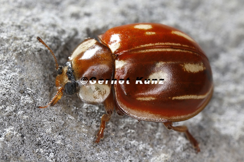 Myzia_oblongoguttata___L__ngsfleckige_Marienk__fer_1_2.jpg