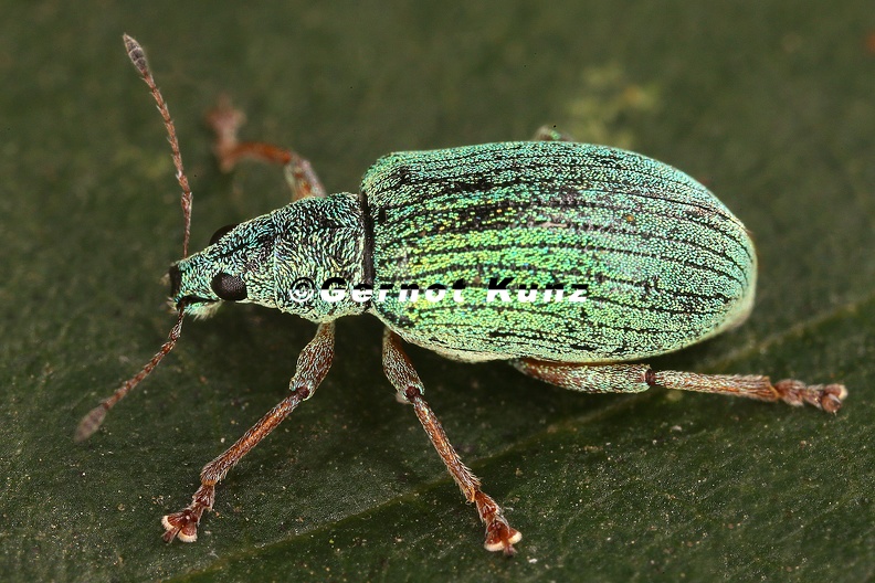 Phyllobius sp  4 2