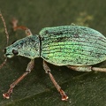 Phyllobius sp  4 2