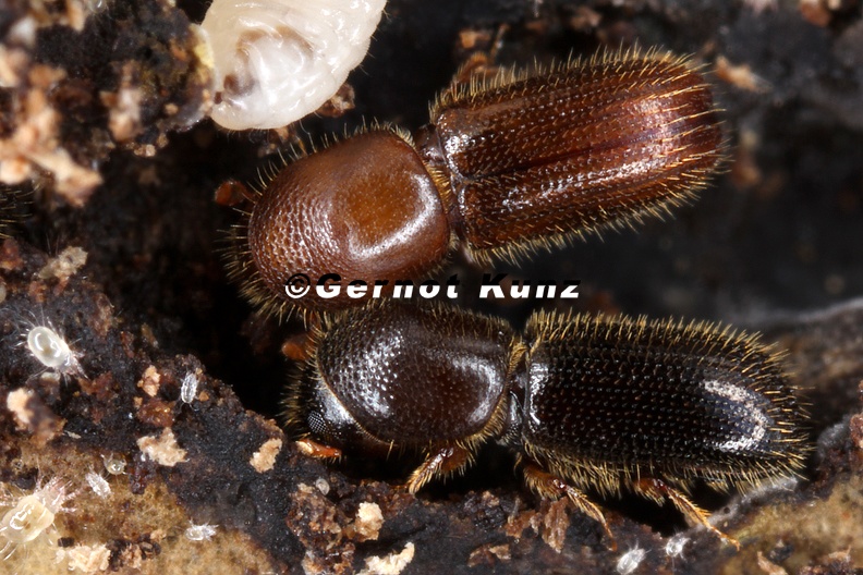 Xyleborinus_saxesenii_1_2.jpg