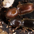 Xyleborinus saxesenii 1 2