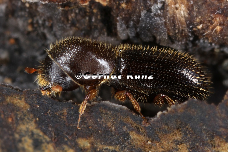 Xyleborinus_saxesenii_2_2.jpg