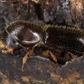 Xyleborinus saxesenii 2 2