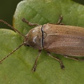 Dascillus cervinus  Behaarte Moorweichk  fer 1 2