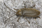 Dascillidae (Moorweichkäfer)