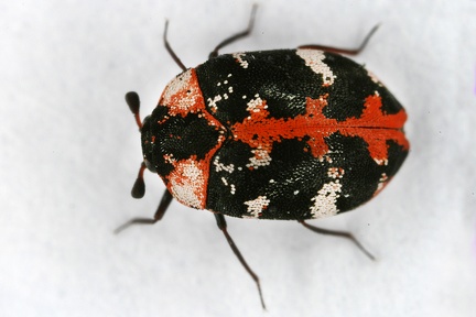 Anthrenus scrophulariae  Teppichk  fer  Braunwurz-Bl  tenk  fer 9 2