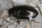 Dytiscidae (Schwimmkäfer)