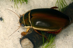 Dytiscus marginalis  Gew  hnlicher Gelbrandk  fer M1 2v 001