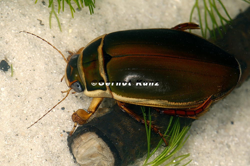 Dytiscus marginalis  Gew  hnlicher Gelbrandk  fer M1 2v 001