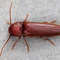 Elateridae indet  5 2