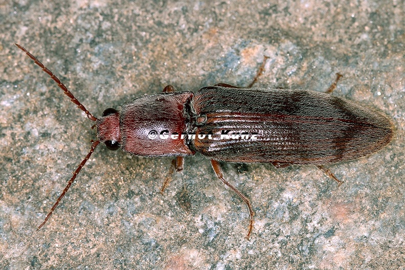 Stenagostus rhombeus cf  6 2