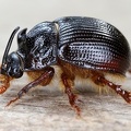 Odontaeus armiger  Klapphornk  fer 1 2