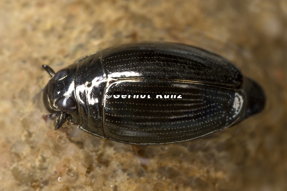Gyrinus substriatus  Gemeiner Taumelk  fer 1 4v