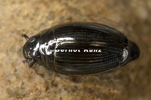 Gyrinus substriatus  Gemeiner Taumelk  fer 1 4v