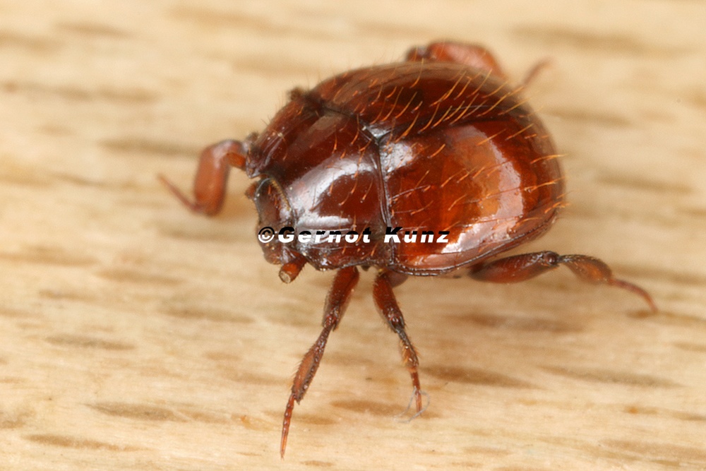 Hetaerius ferrugineus  Rostroter Stutzk  fer 1 2v